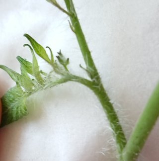 ＊ミニトマトの再生栽培＊