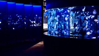 水族館で悲劇…水槽に煙草ポイ捨てされ魚9割が死亡、野外施設閉鎖へ【京都市】