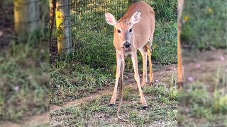 「鹿が蛇を食べる」衝撃のムービーが撮影される、「人間の○体」「ステーキ」などを食べた記録も存在