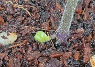 ＊ミニトマトの再生栽培＊