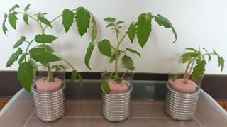 ＊ミニトマトの再生栽培＊