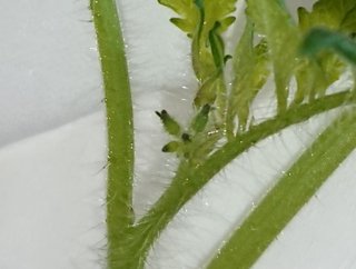 ＊ミニトマトの再生栽培＊