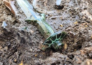 ドイツ南部バイエルン州の埋葬地　考古学者が八角形の柄（つか）を持つ３０００年以上前の剣を発見　 