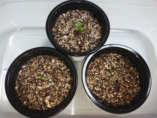 ＊ミニトマトの再生栽培＊