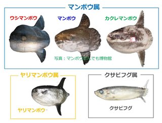マンボウの仲間は何種いるの？　見分け方も詳しく解説！
