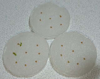 ＊ミニトマトの再生栽培＊