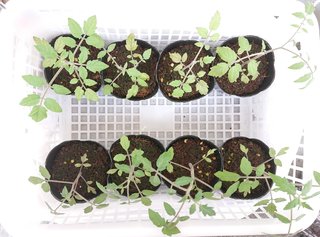 ＊ミニトマトの再生栽培＊