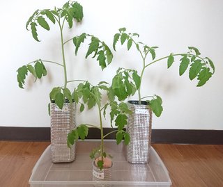 ＊ミニトマトの再生栽培＊