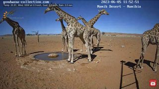 砂漠に設置された人工水飲み場を見守るライブカメラ配信が癒されると話題