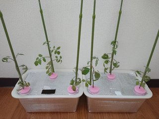 ＊ミニトマトの再生栽培＊