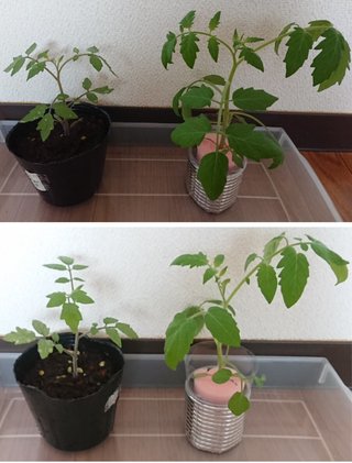 ＊ミニトマトの再生栽培＊