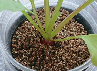 ＊ミニトマトの再生栽培＊