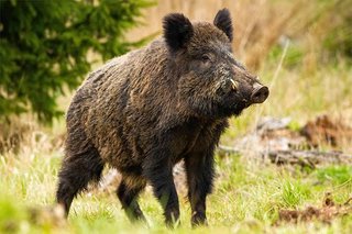 イノシシって意外と弱そうじゃない？