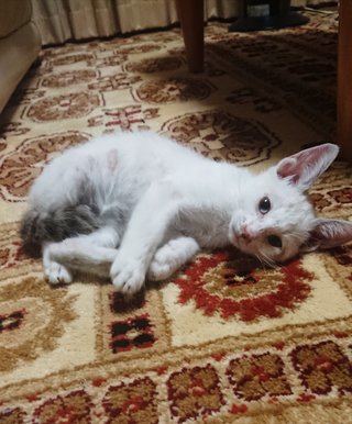 猫について何でもどうぞ【ねこ総合】