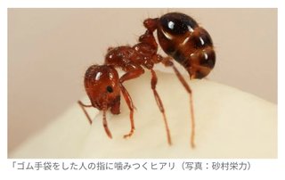 毒で人間さえ殺すヒアリ、日本に定着したら、もう1階には住みたくない！！