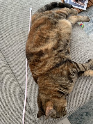 猫について何でもどうぞ【ねこ総合】