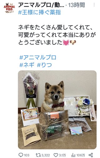 『シッコウ！！ー犬と私と執行官ー』テレ朝系 (7月スタート)