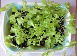 ＊ミニトマトの再生栽培＊