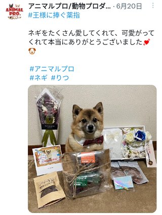 『シッコウ！！ー犬と私と執行官ー』テレ朝系 (7月スタート)