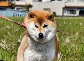散歩中に歩くのを嫌がる「拒否犬」が話題！　なぜ嫌がるの？　獣医師に聞いてみた
