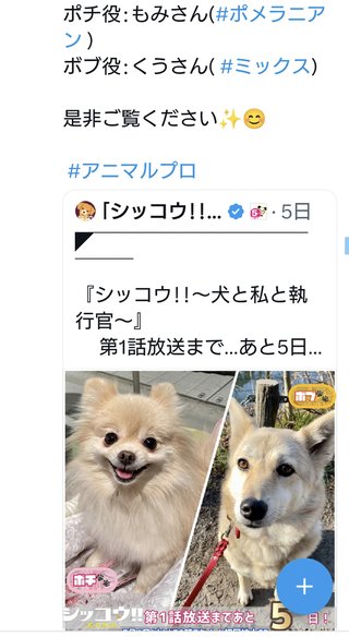 『シッコウ！！ー犬と私と執行官ー』テレ朝系 (7月スタート)