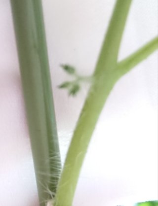 ＊ミニトマトの再生栽培＊