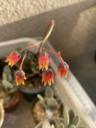 &#x{11:F8E2};なんでもいｰから&#x{11:F8E2};