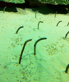 &#x{11:F8E2};なんでもいｰから&#x{11:F8E2};