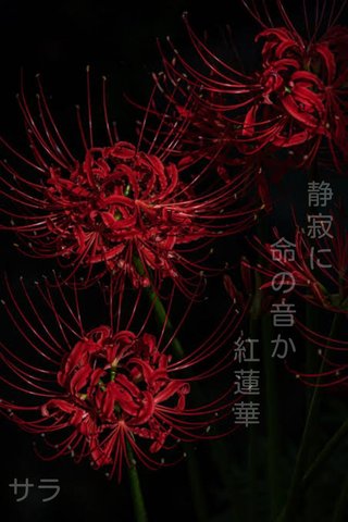 【会場】ママスタ俳句大会2023～夏の陣