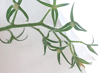 ＊ミニトマトの再生栽培＊