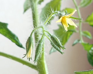 ＊ミニトマトの再生栽培＊