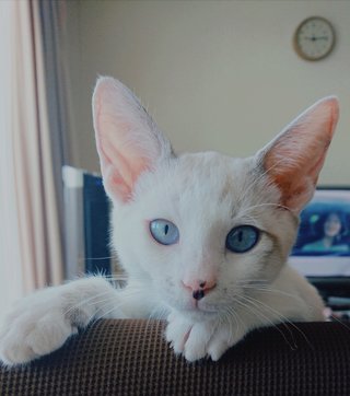 猫について何でもどうぞ【ねこ総合】