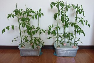 ＊ミニトマトの再生栽培＊