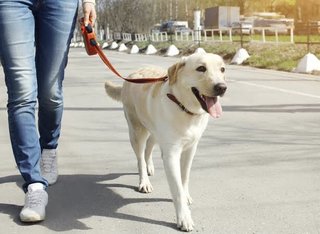 犬と散歩中の女性、そばを通った自転車にリード絡まり転倒　運転男性に1570万円支払い命令