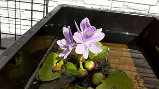 やばい、メダカにはまってしまった！