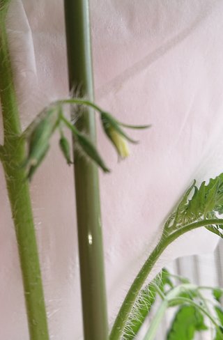 ＊ミニトマトの再生栽培＊