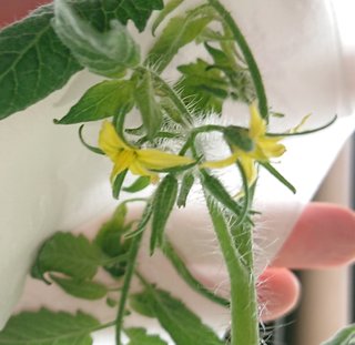 ＊ミニトマトの再生栽培＊