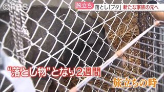 『落としブタ』その後　警察署に預けられ2週間あまり　新たな飼い主に引き取られる