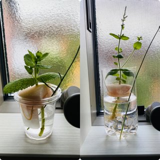 ＊ミニトマトの再生栽培＊