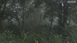 タケノコ採り70代夫婦 遺体で見つかる 山で遭難か 青森 十和田