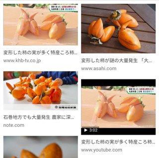 仙台のカキの8割が変形 原因不明