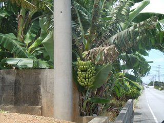 外国産の方が美味しいもの