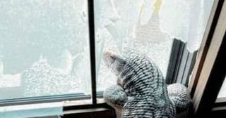 【肉食】サバンナオオトカゲ逃げる　大津市の住宅で飼育… 