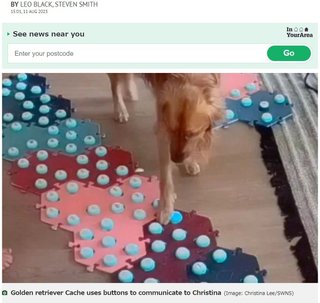 「ママ」「病気」おしゃべりボタンを使って飼い主の体調不良を伝えた犬（米）