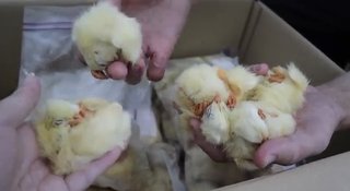 【肉食】サバンナオオトカゲ逃げる　大津市の住宅で飼育… 