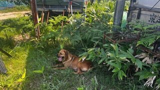 【北海道】逃走した土佐犬　草むらで座り込んでいるのをHTB記者が発見「暑さでぐったり」 