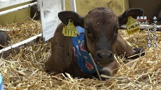 【異常な暑さ】牛にネッククーラーも…、牛・豚・鶏など深刻ダメージ　食卓にも影響か？ 