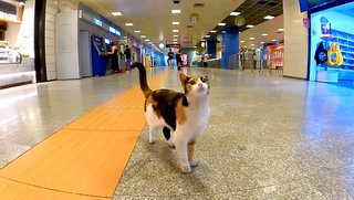 地下鉄の駅をお散歩する三毛猫さん。売店の店員さんや駅の職員さん達に可愛がられています♪