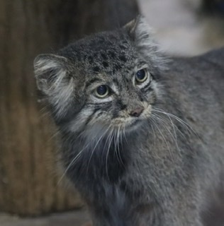 &#x{11:F8E2};なんでもいｰから&#x{11:F8E2};