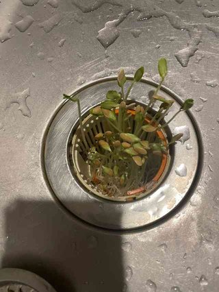【閲覧注意】1週間ぶりに帰宅→排水口から謎の植物が大量に！その正体が「そんな事ある？」と話題